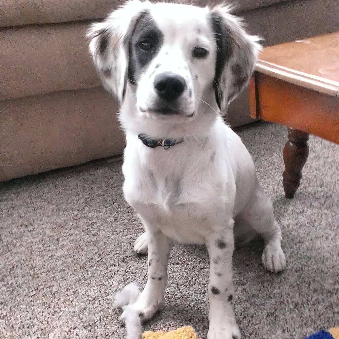 corgi dalmatian mix