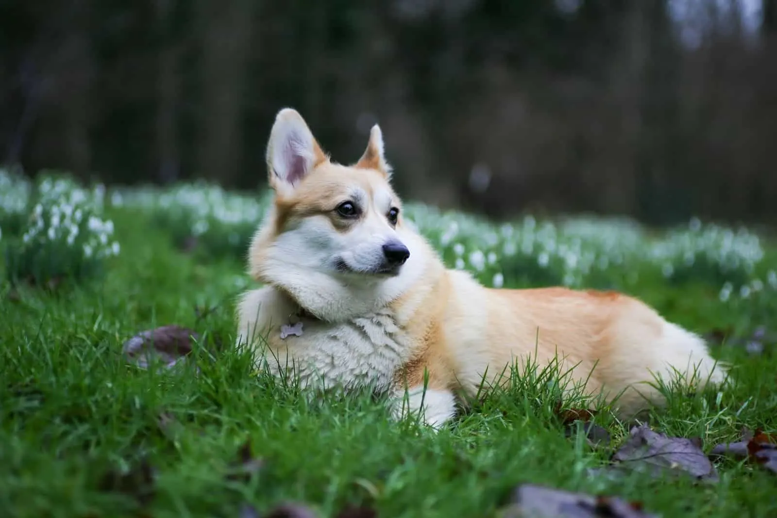 corgi lying down on the forest ground