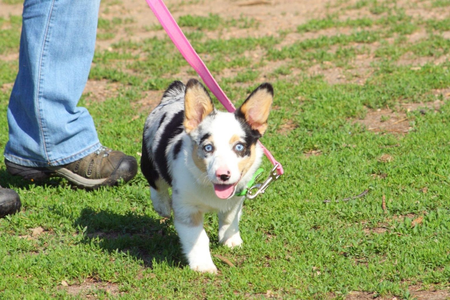 Australian Shepherd Mix The Ultimate Herding Dog