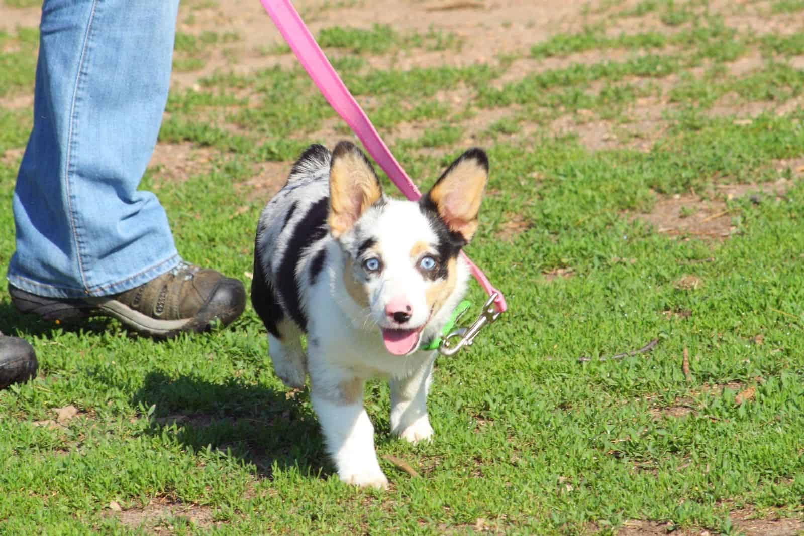 corgi mix aussie puppy walking in the field with the owner facing the camera