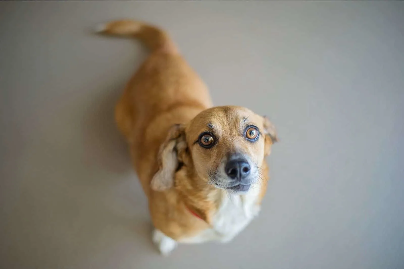 corgi mix beagle dog looking up at the camera
