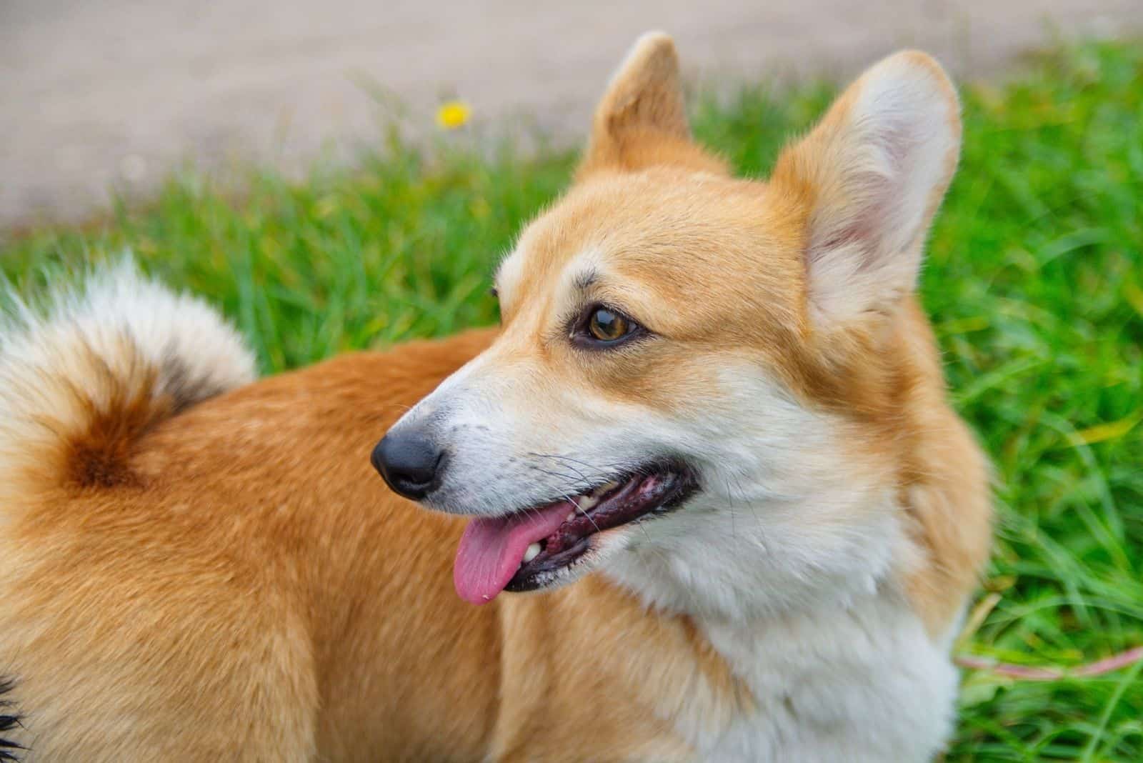 corgi mix breed looking back 