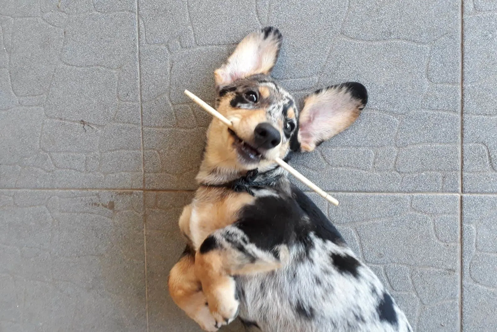 corgi mix dachshund lying down on its back with stick in its mouth