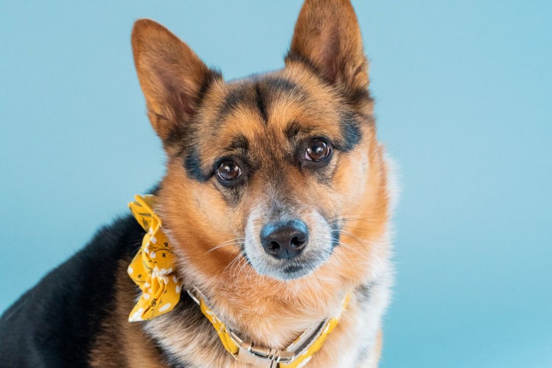 heeler pupvine