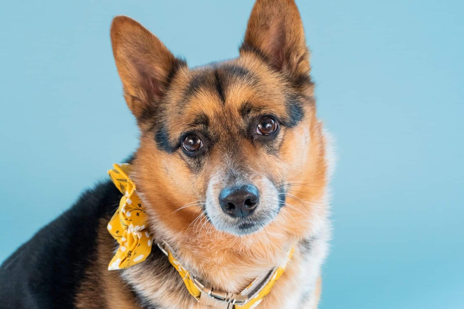 corgi mix heeler dog on a head shot in blue background