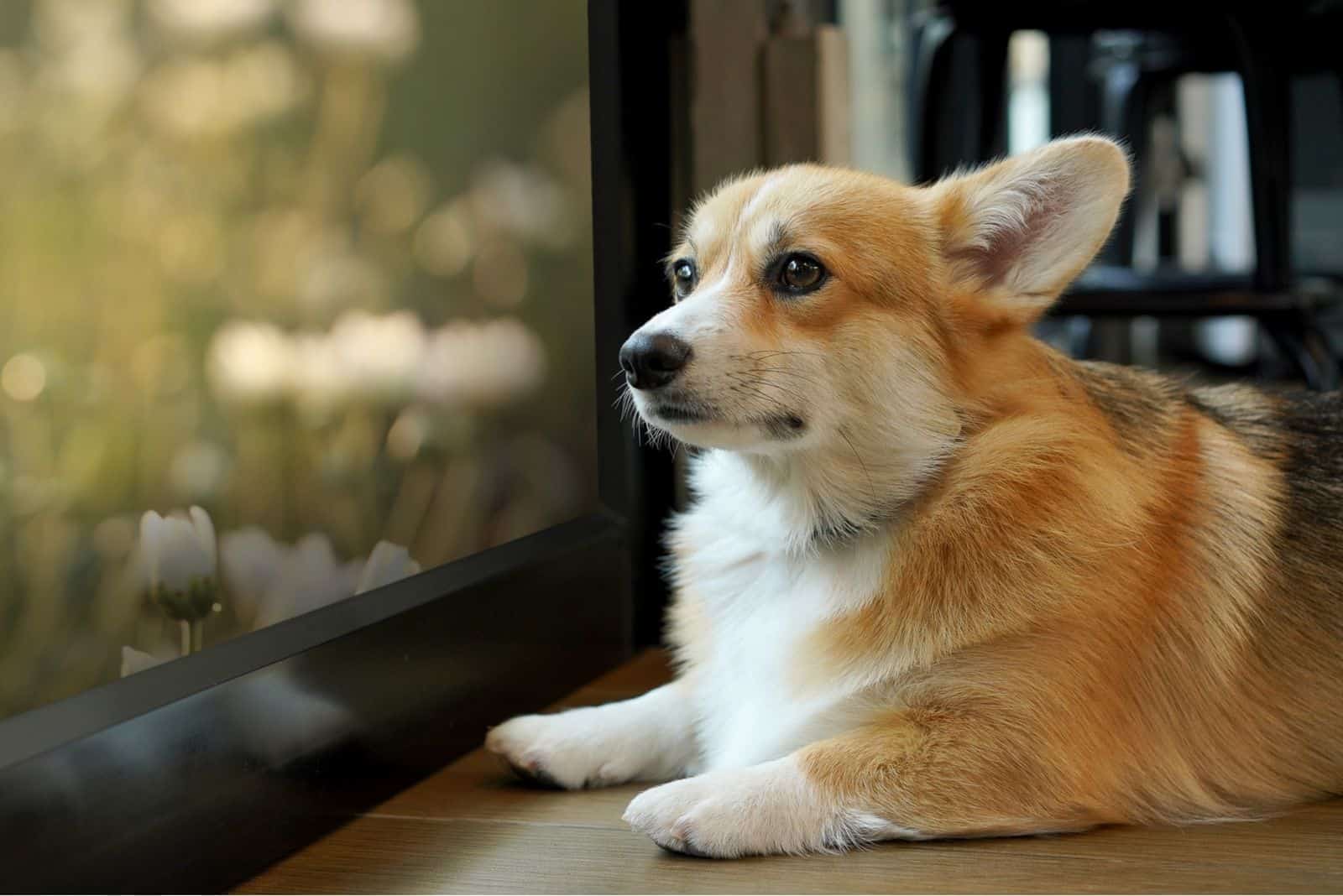 corgi mix lying down inside house near windows