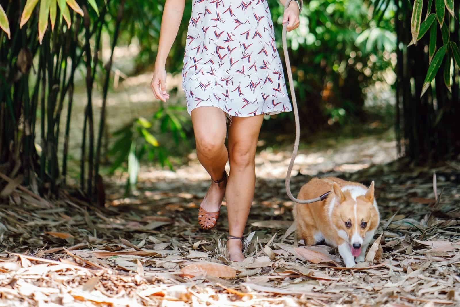 corgi mix walking in the woods with a female owner