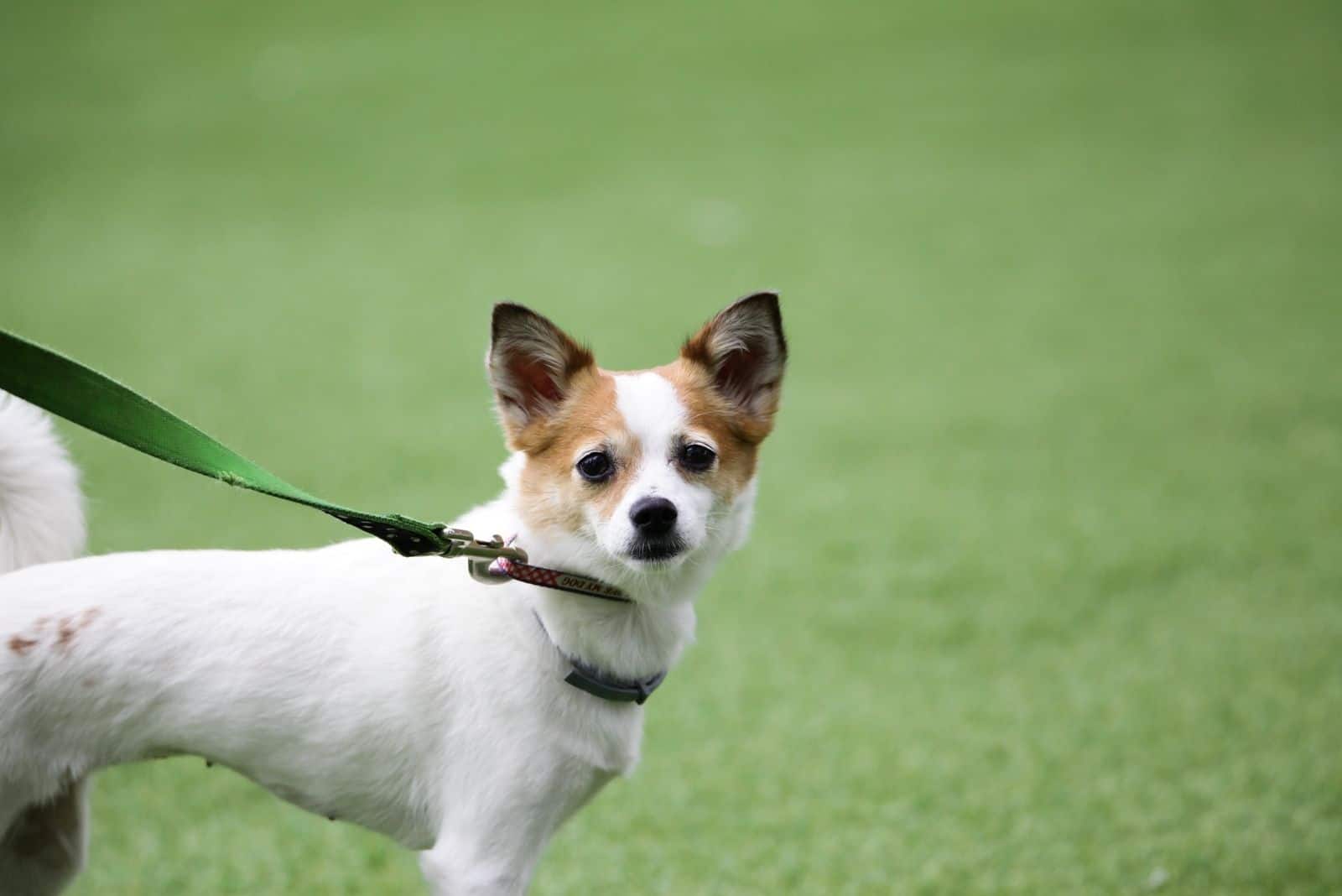 corgi shih tzu mix breed dog with a leash standing outdoors