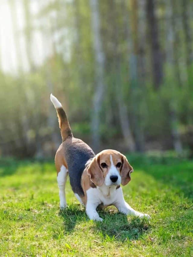 How Much Do Beagles Cost? 5 Things To Keep In Mind PupVine