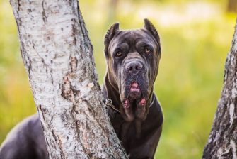 Cane Corso Great Dane Mix – A Gentle Giant Or A Danger?