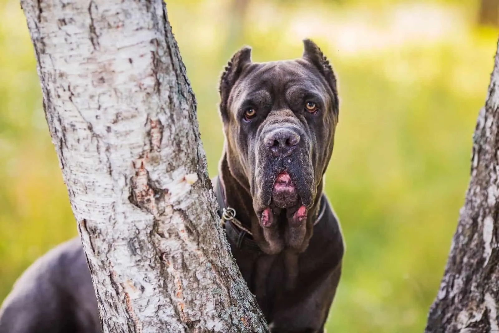 cropped ear cane corso standing behind the tree outdoors