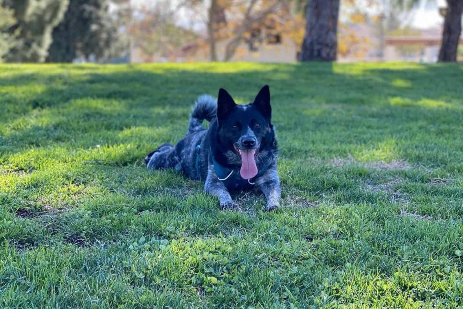 curly heeler dog breed