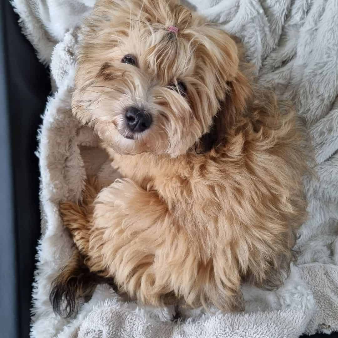 cute Havanese dog lying on the blanket