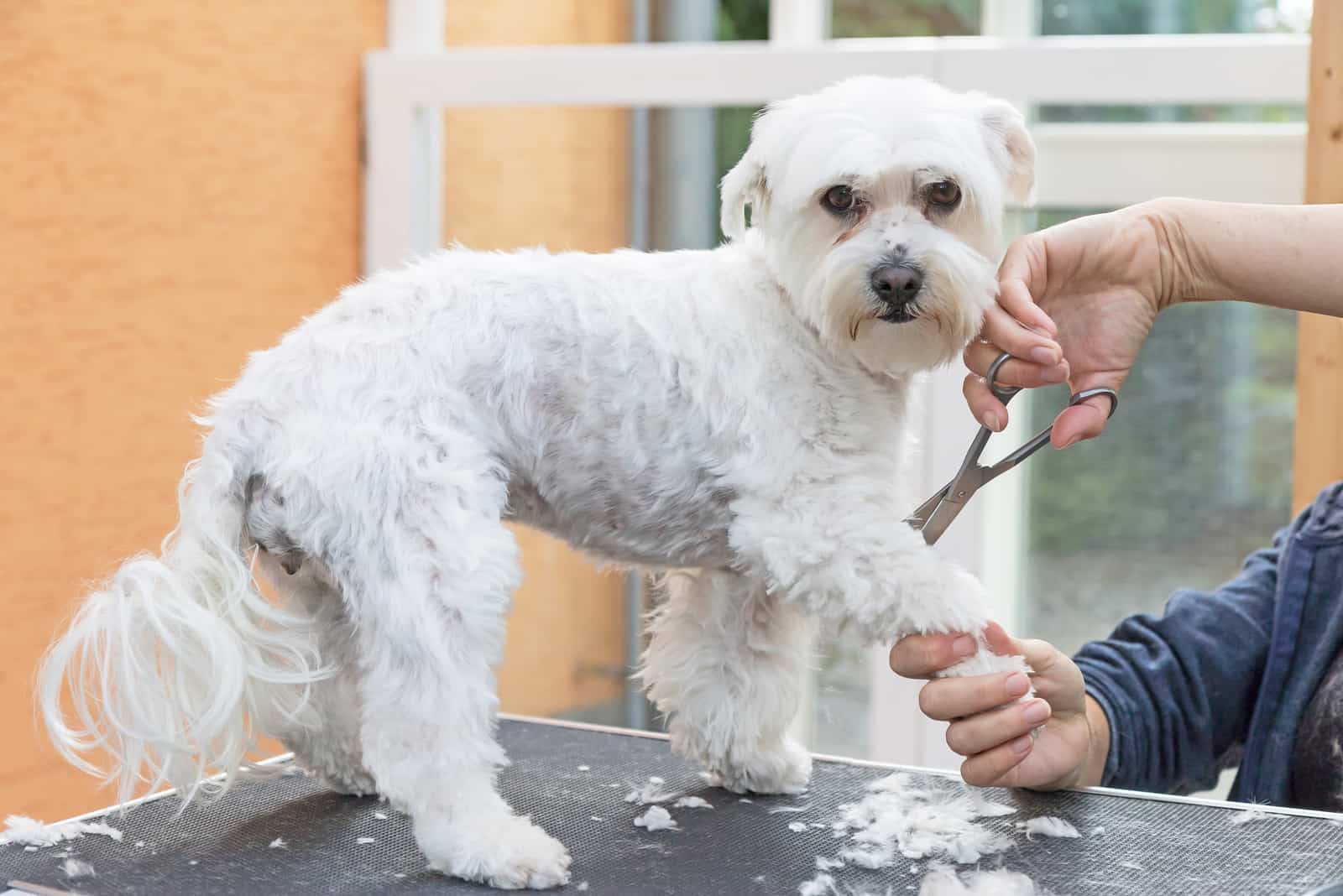 cute Maltese dog grooming