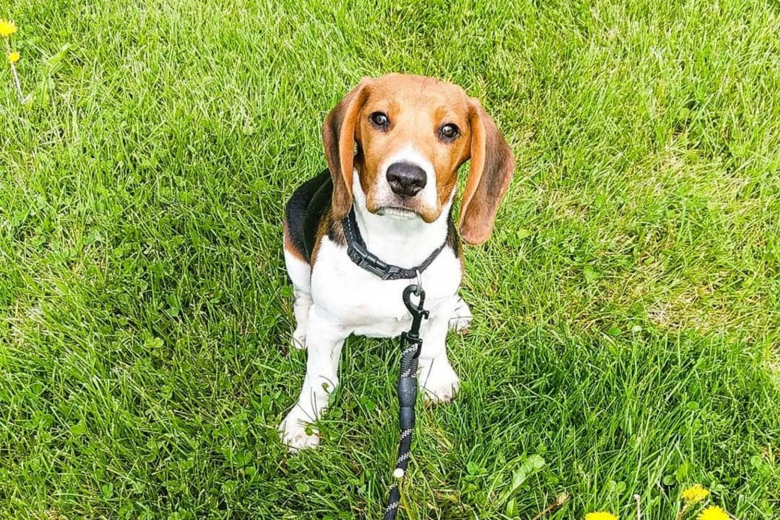 How Much Do Beagles Cost? Price And Life Expenses