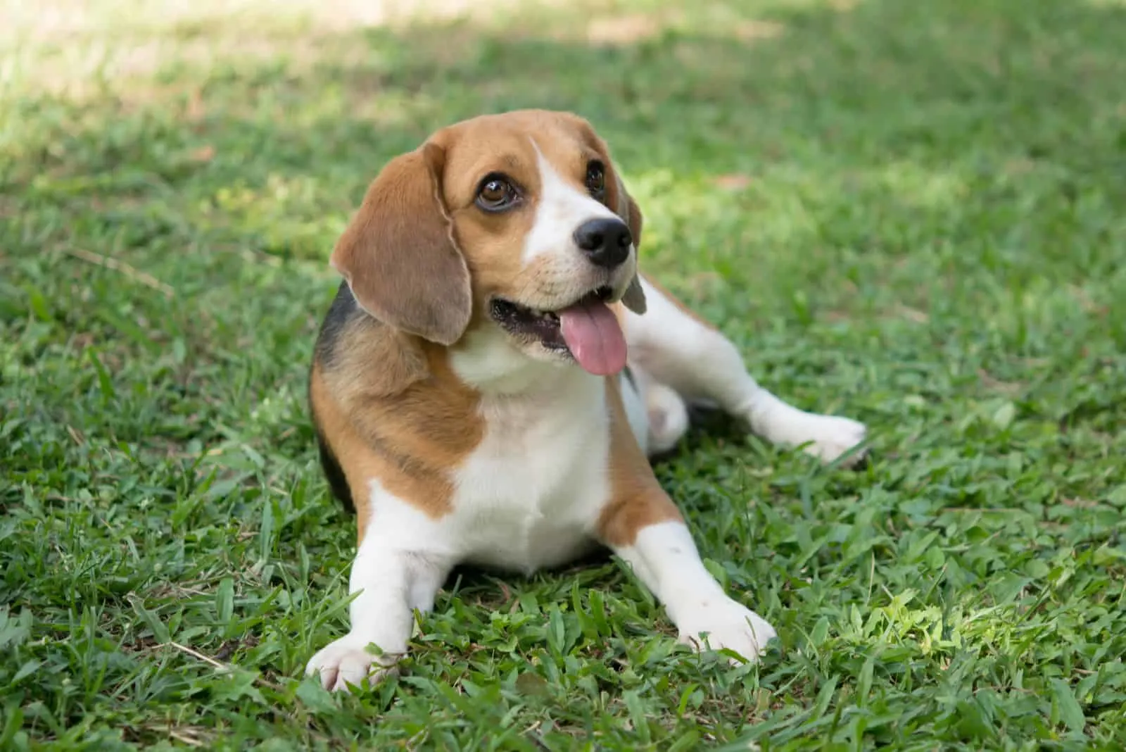 cute beagle dog lying on green grass