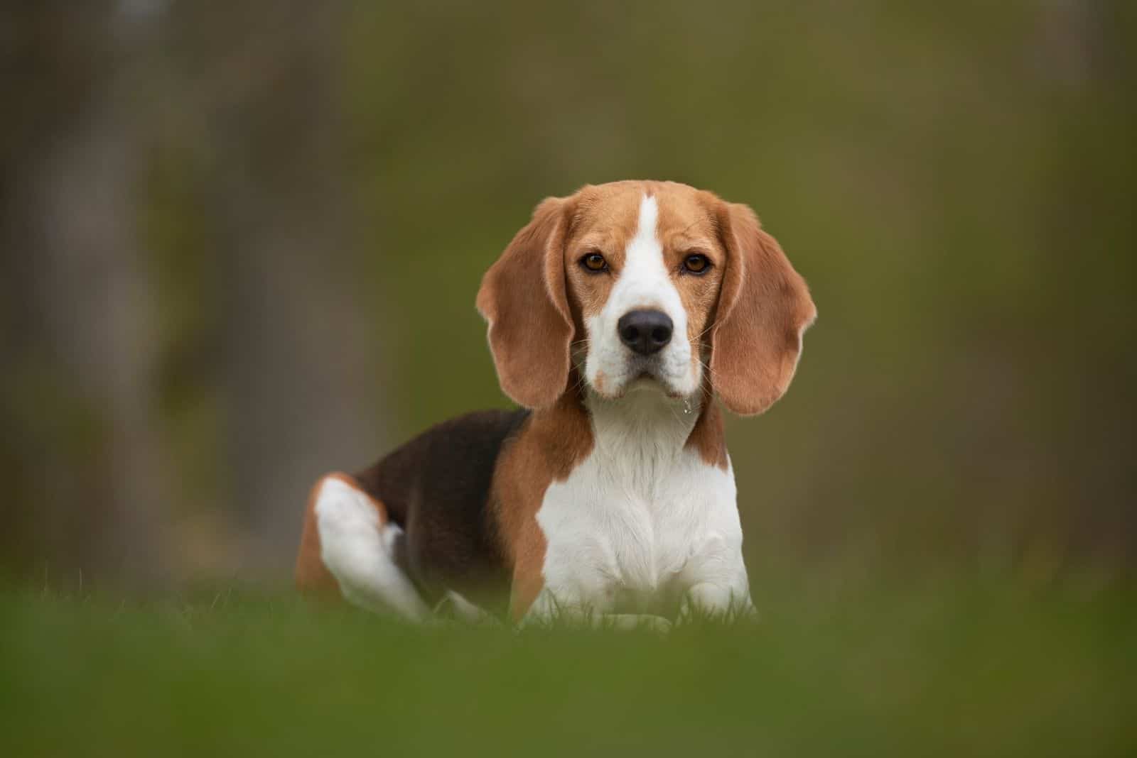 cute beagle dog in the middle of the green grass with blurry background