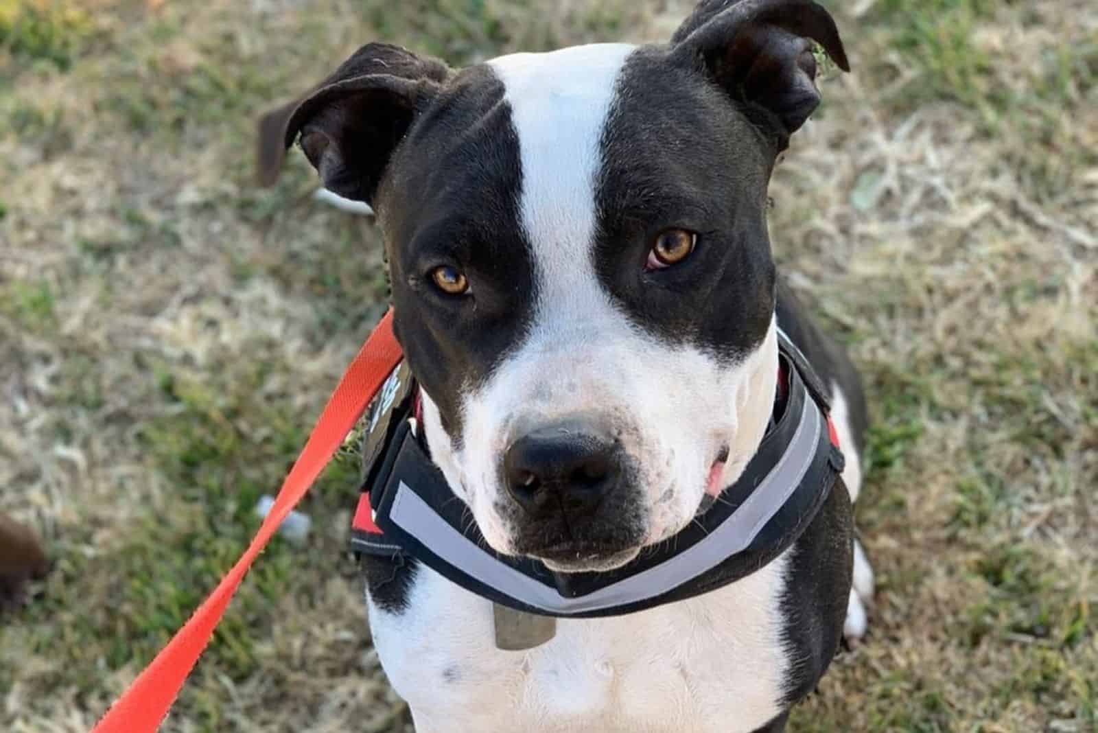 cute black and white pitbull