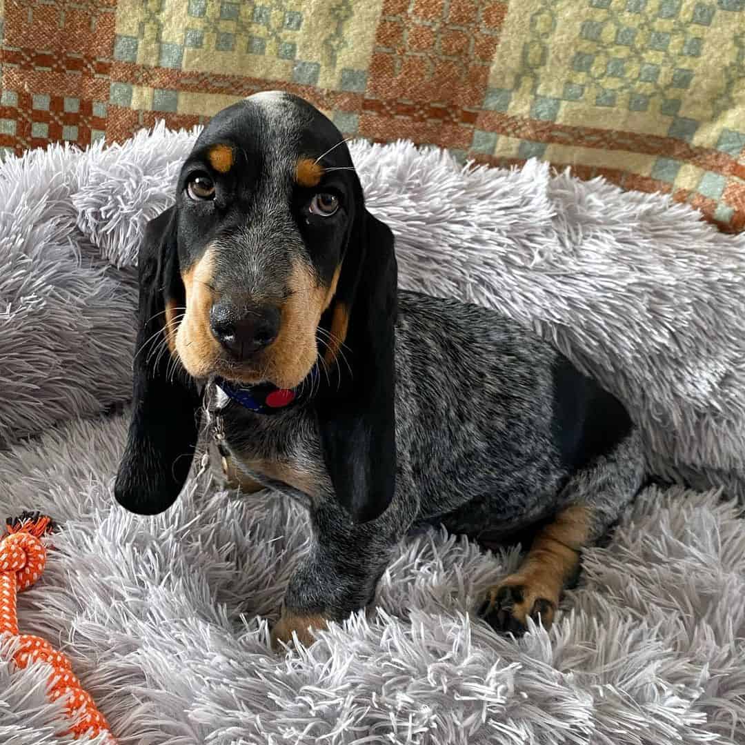 cute blue basset hound