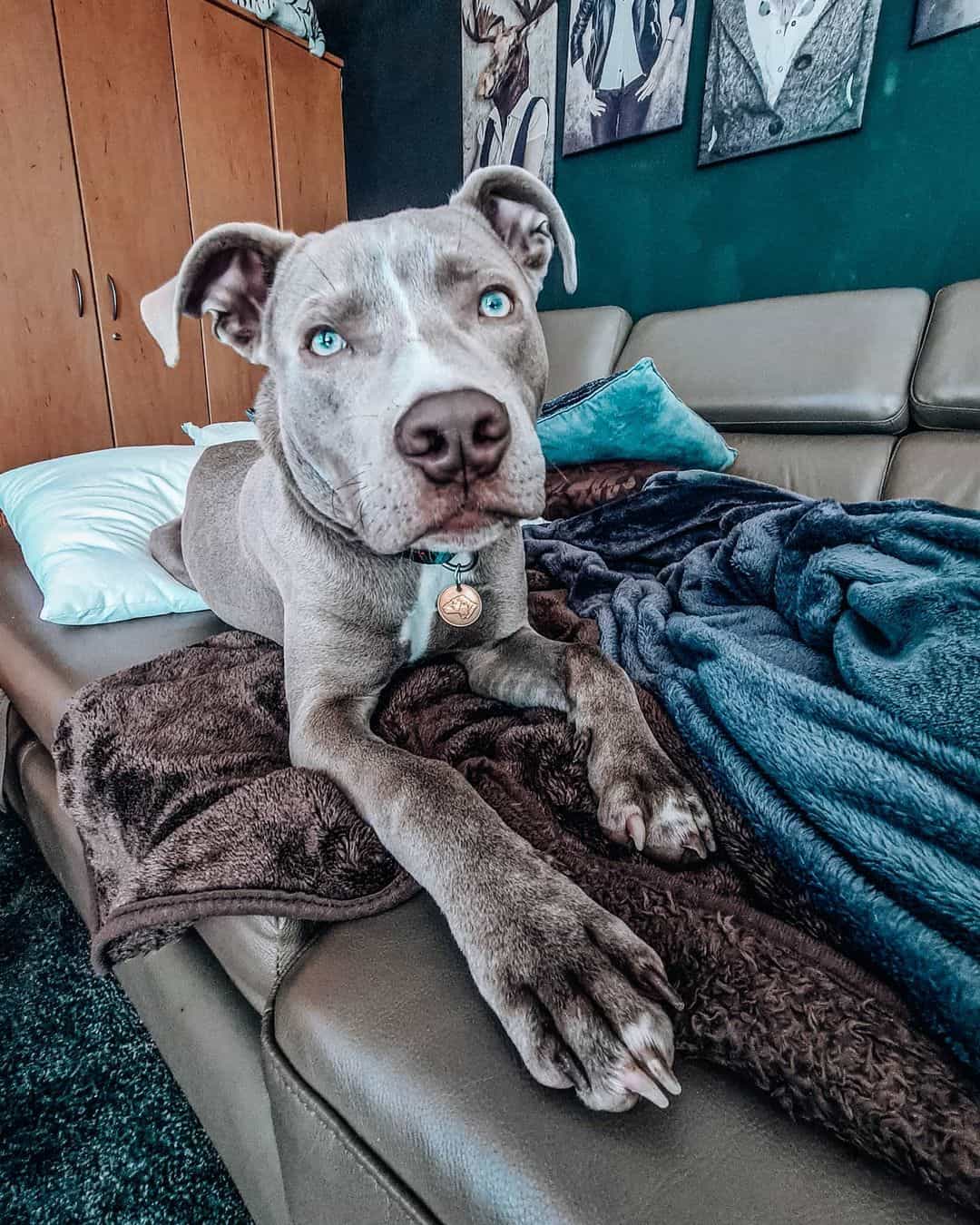 cute blue eyed pitbull