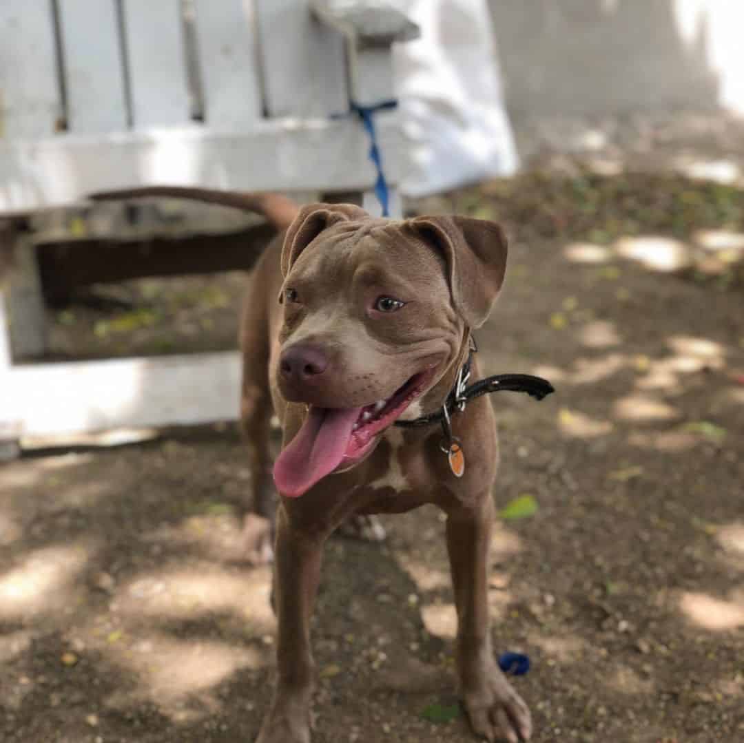 cute blue fawn pitbull