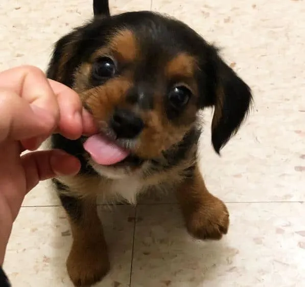 cute borkie puppy biting finger of the owner indoors