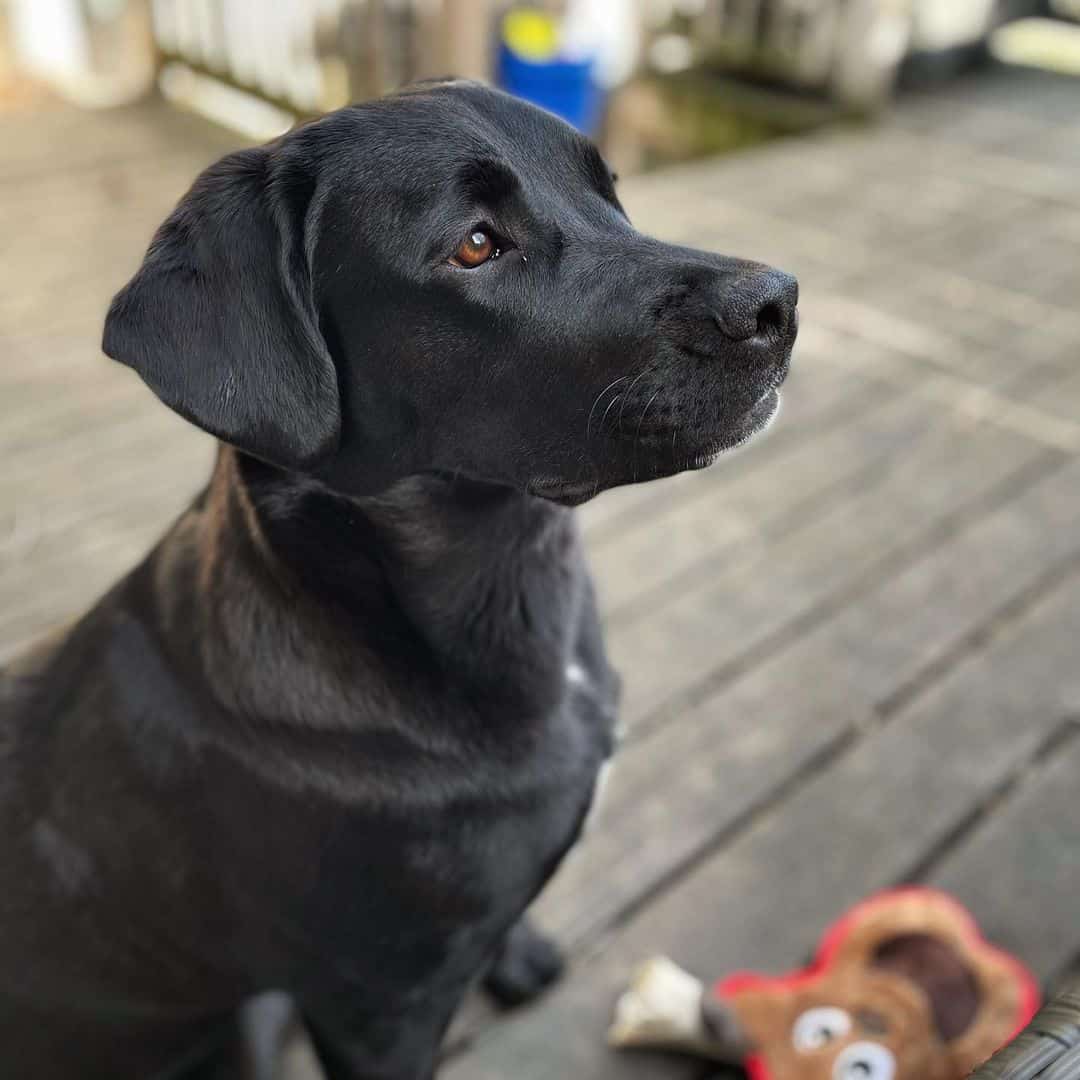 Cane Corso Lab Mix A Hybrid Puppy That Will Sweep You Off Your Feet