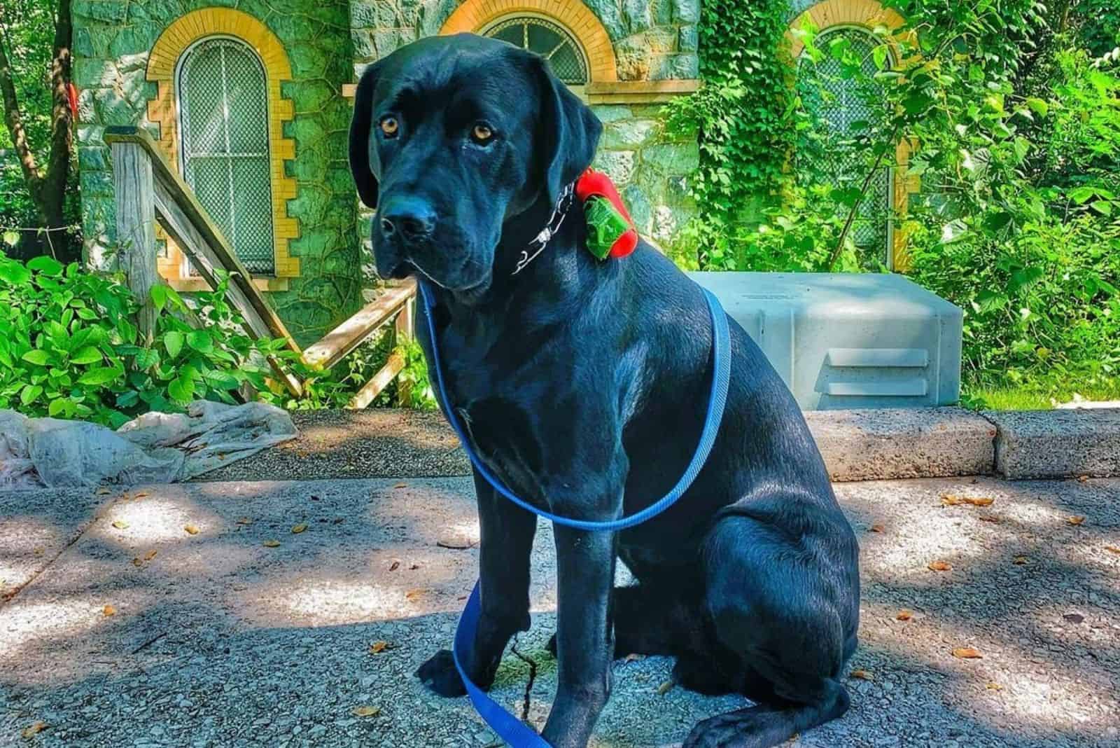 cute cane corso lab mix