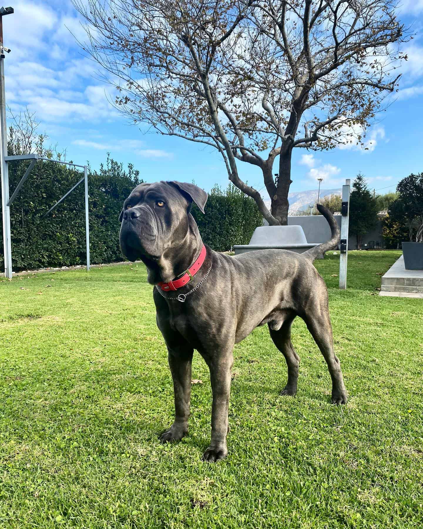 cute cane corso on grass