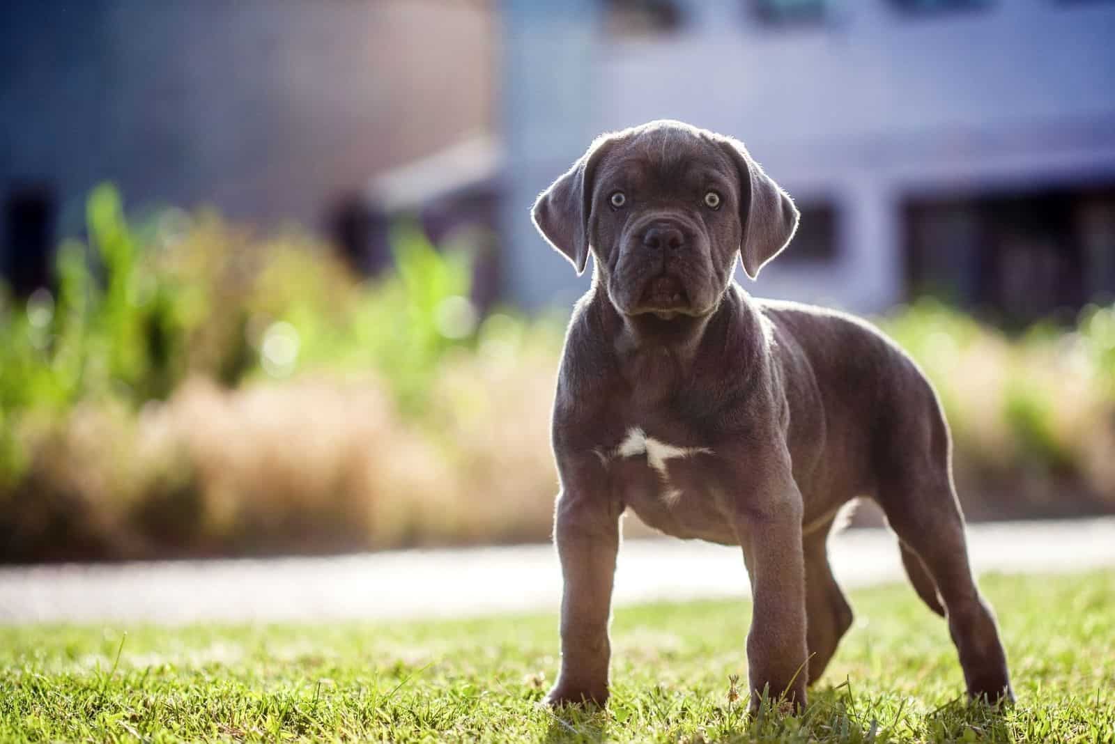 cute cane corso puppy standing in the green lawn