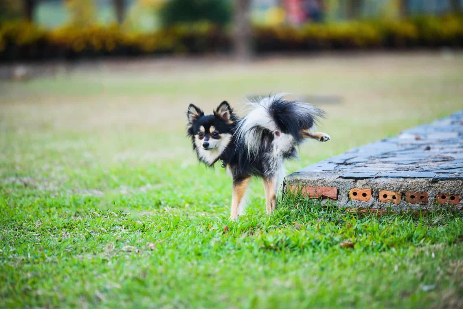 cute chihuahua peeing outdoors on the field