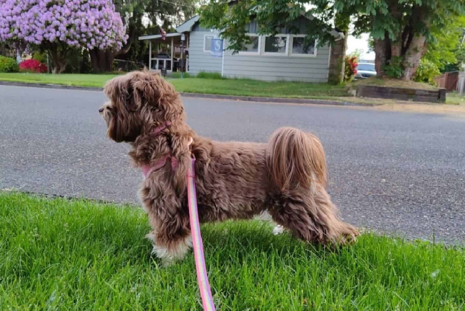 cute chocolate havanese