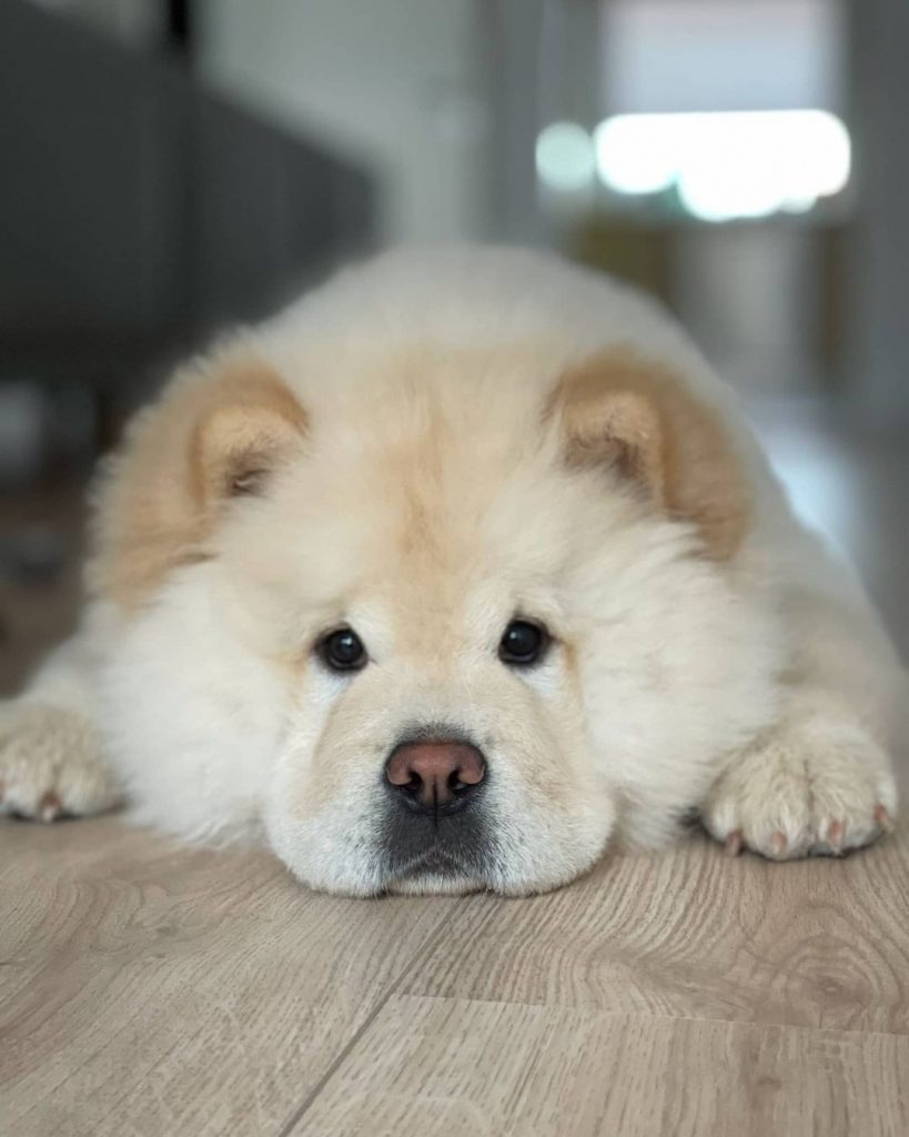 How Much Does A Chow Chow Cost? Puppy Price And Expenses