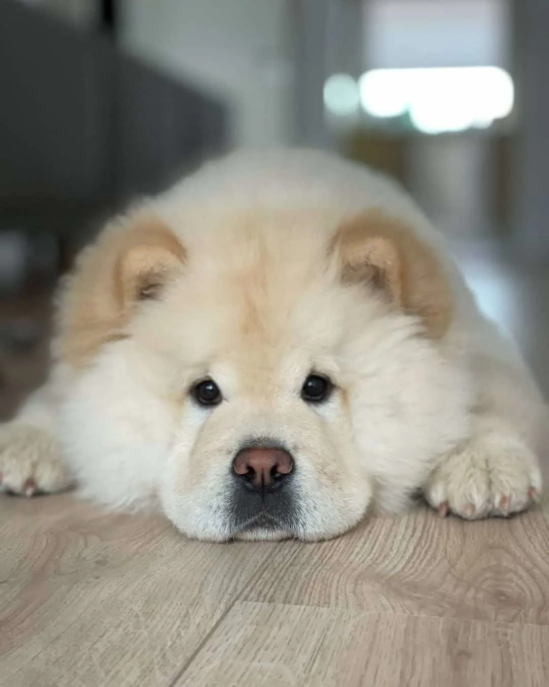 cute chow chow dog lying in house