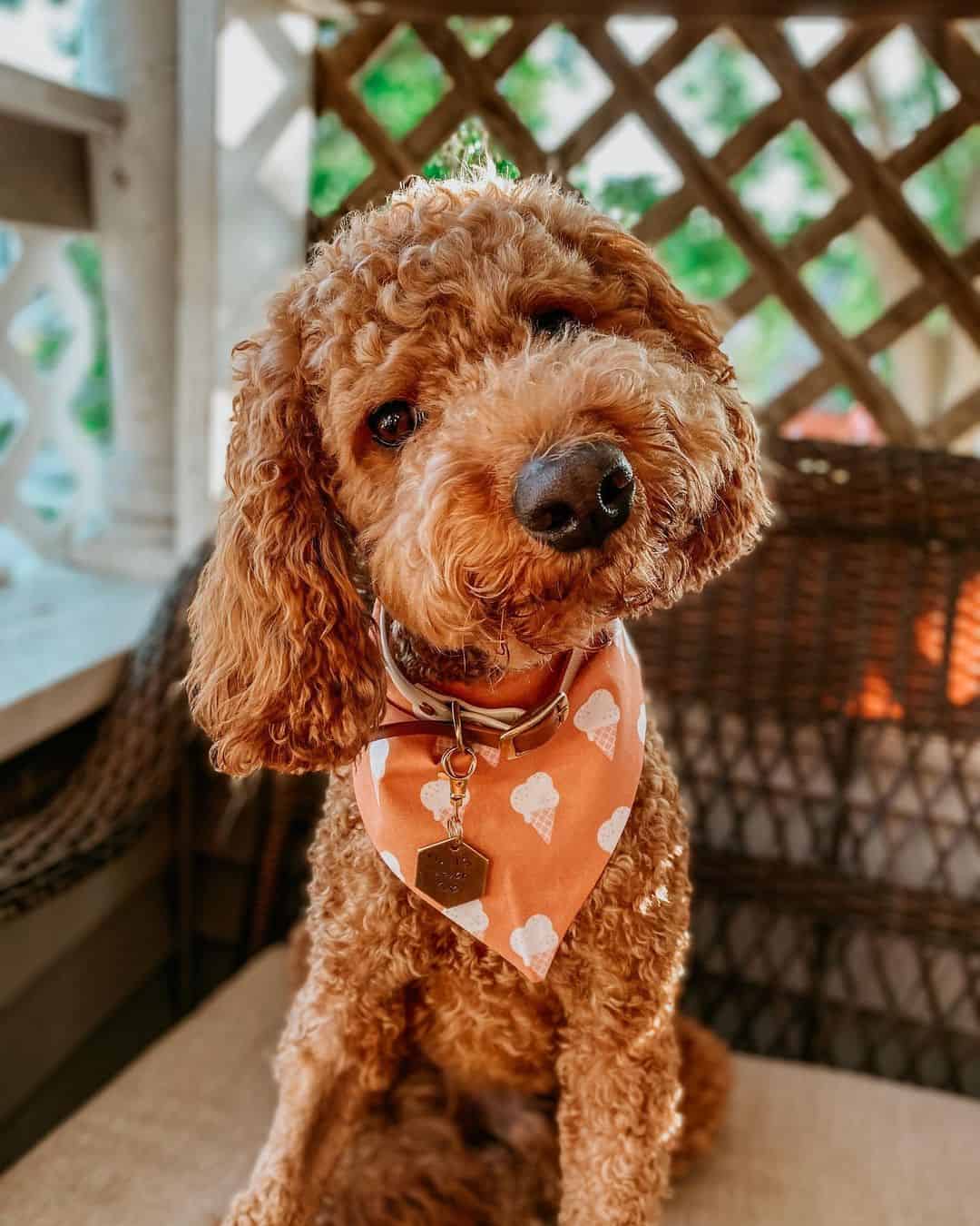 cute cockapoo puppy