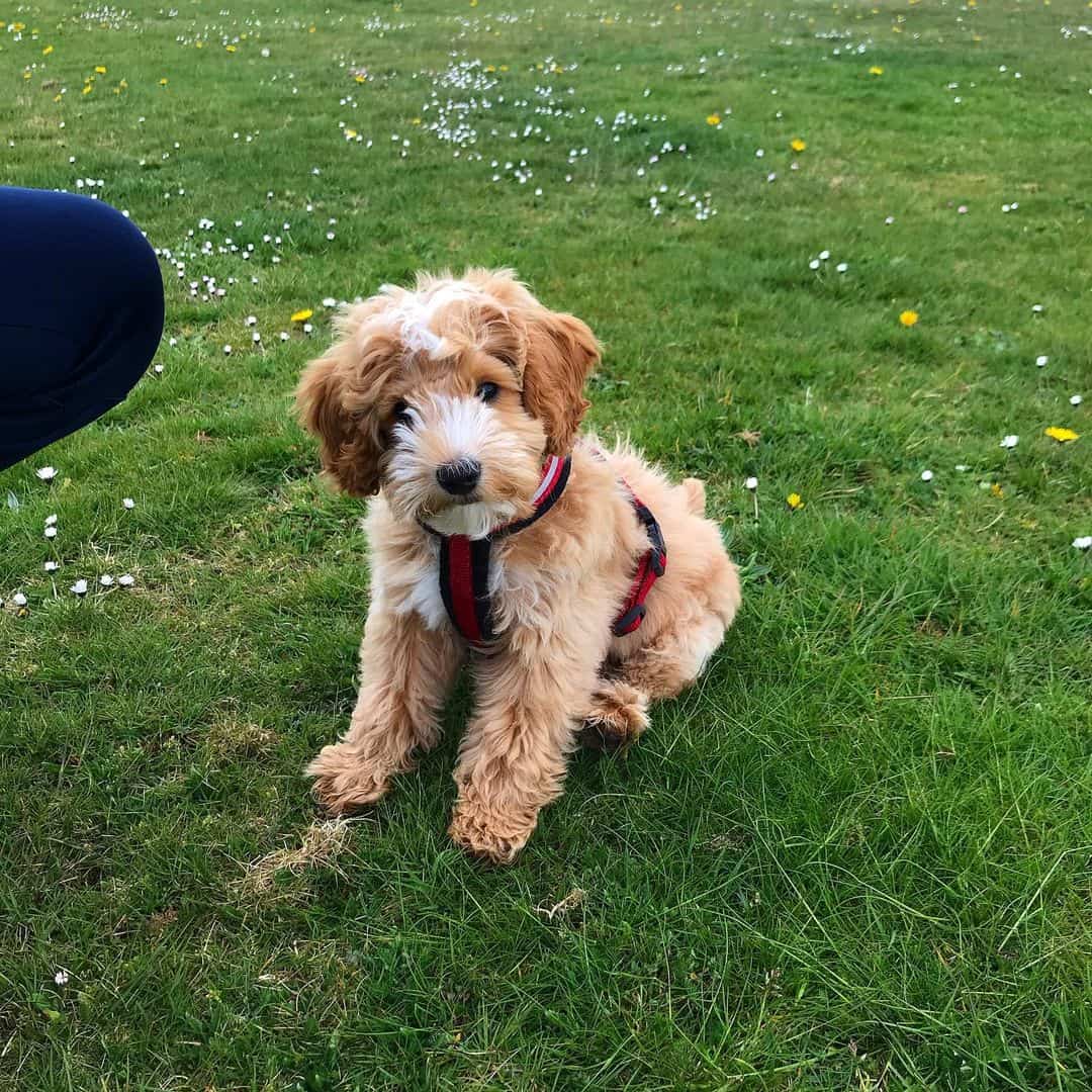 cute cockapoo training