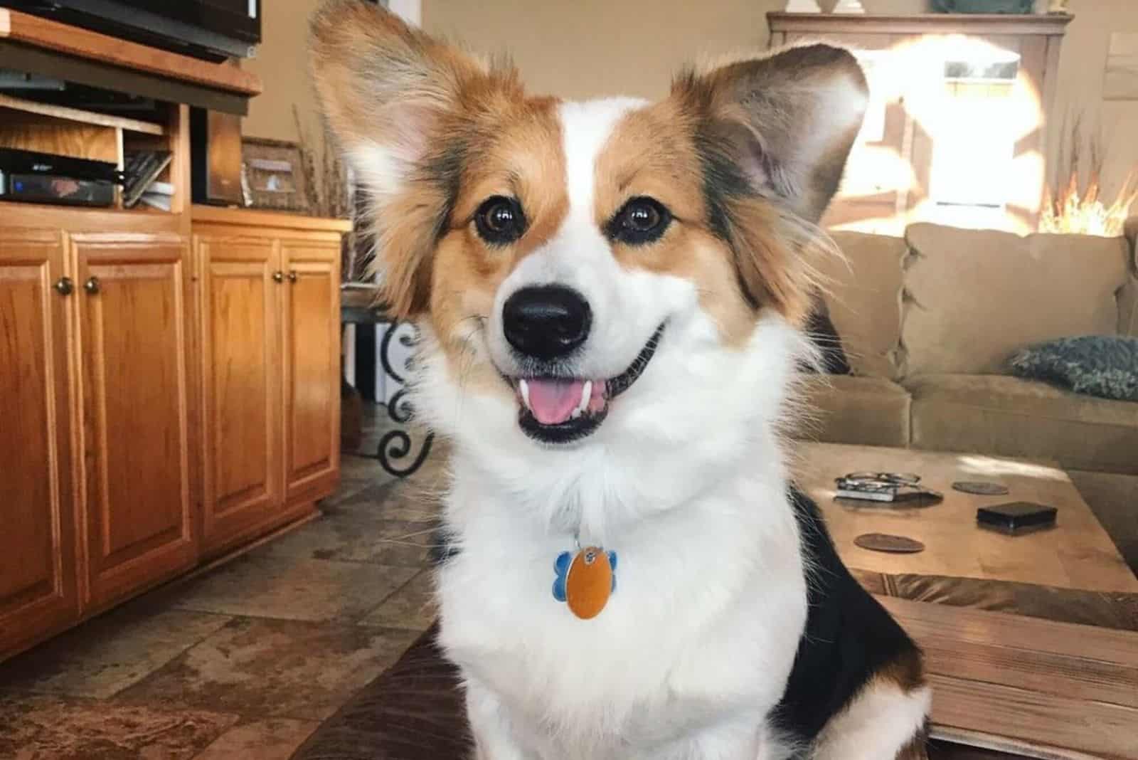 cute corgi australian shepherd mixed dog inside the livingroom 