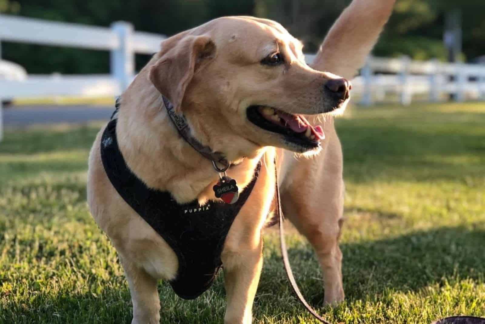 cute corgidor enjoying in nature