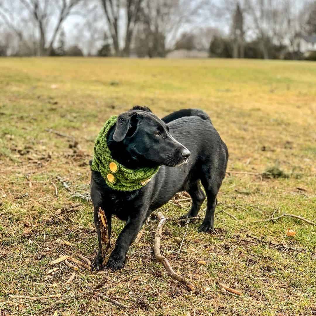 cute corgidor in nature playing