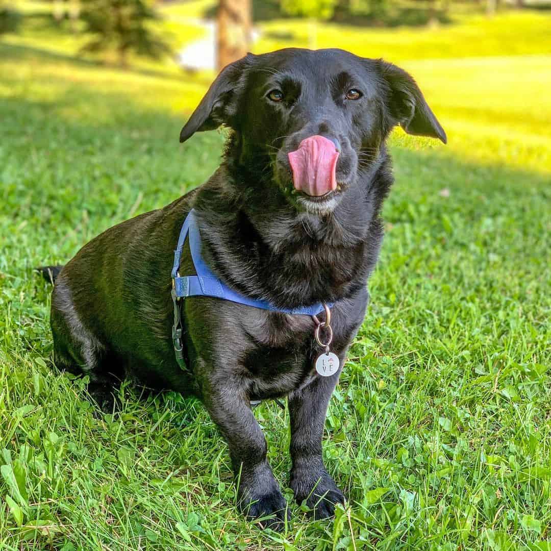 cute corgidor playing in nature