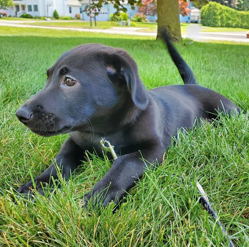 Lab Mix The Most Loyal Crossbreed, Or A Bad Choice?