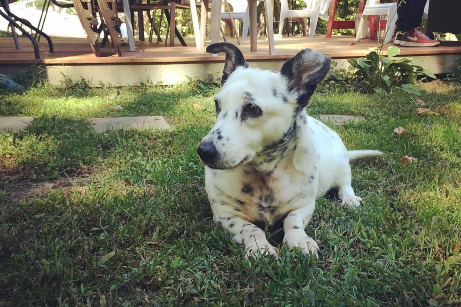 cute corgimatian on grass