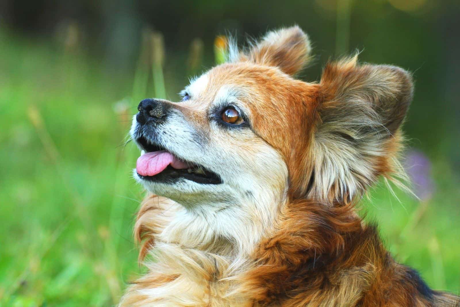 cute crossbreed dog looking up in close up image