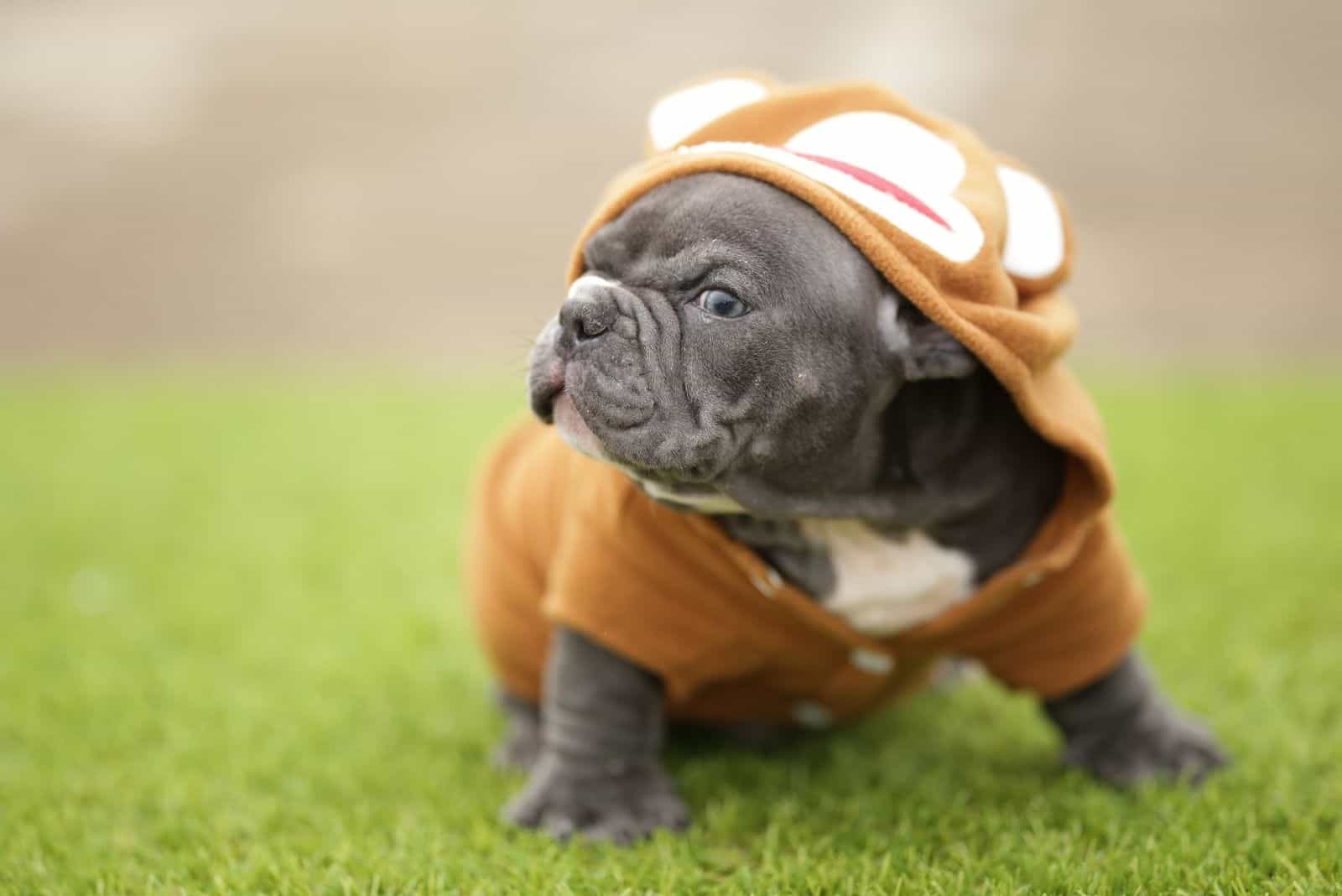 cute exotic bully wearing hat and shirt standing outdoors