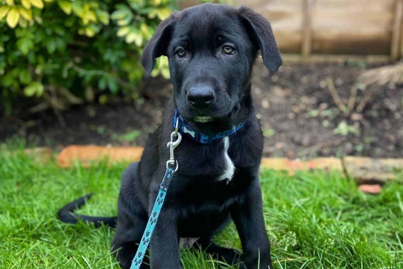 cute german corso puppy