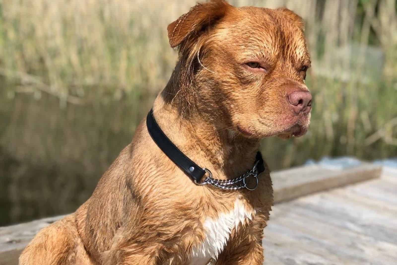 cute golden retriever pitbull mix