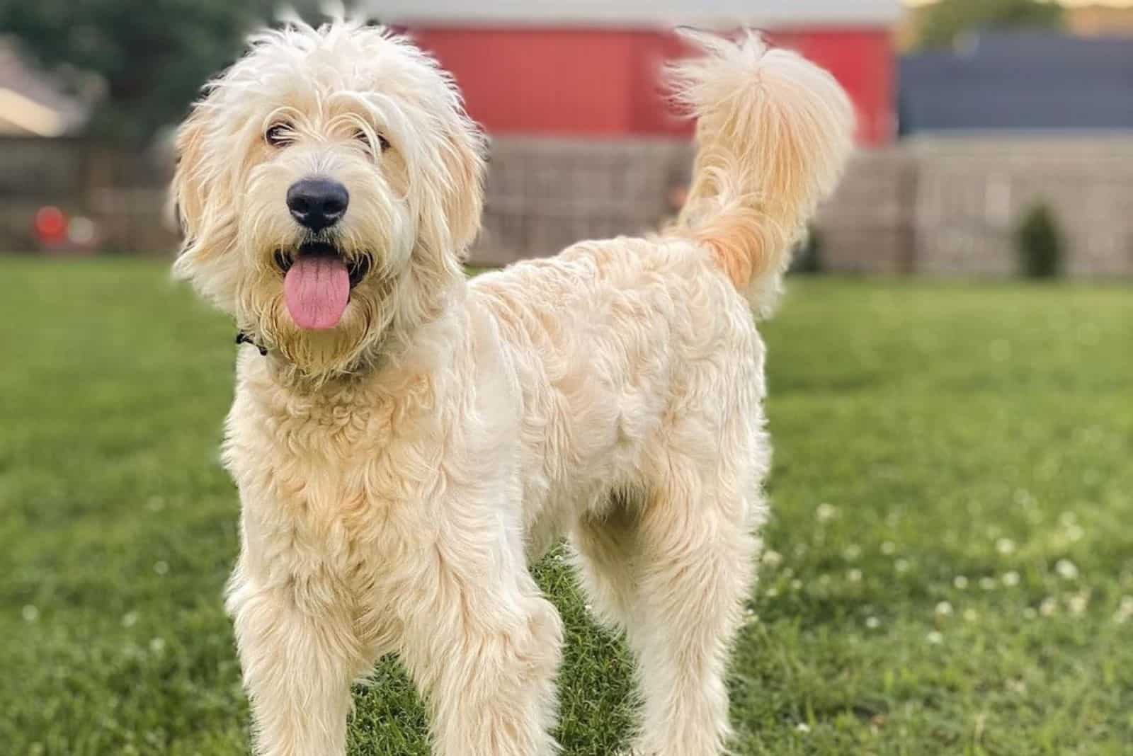 cute goldendoodle in nature