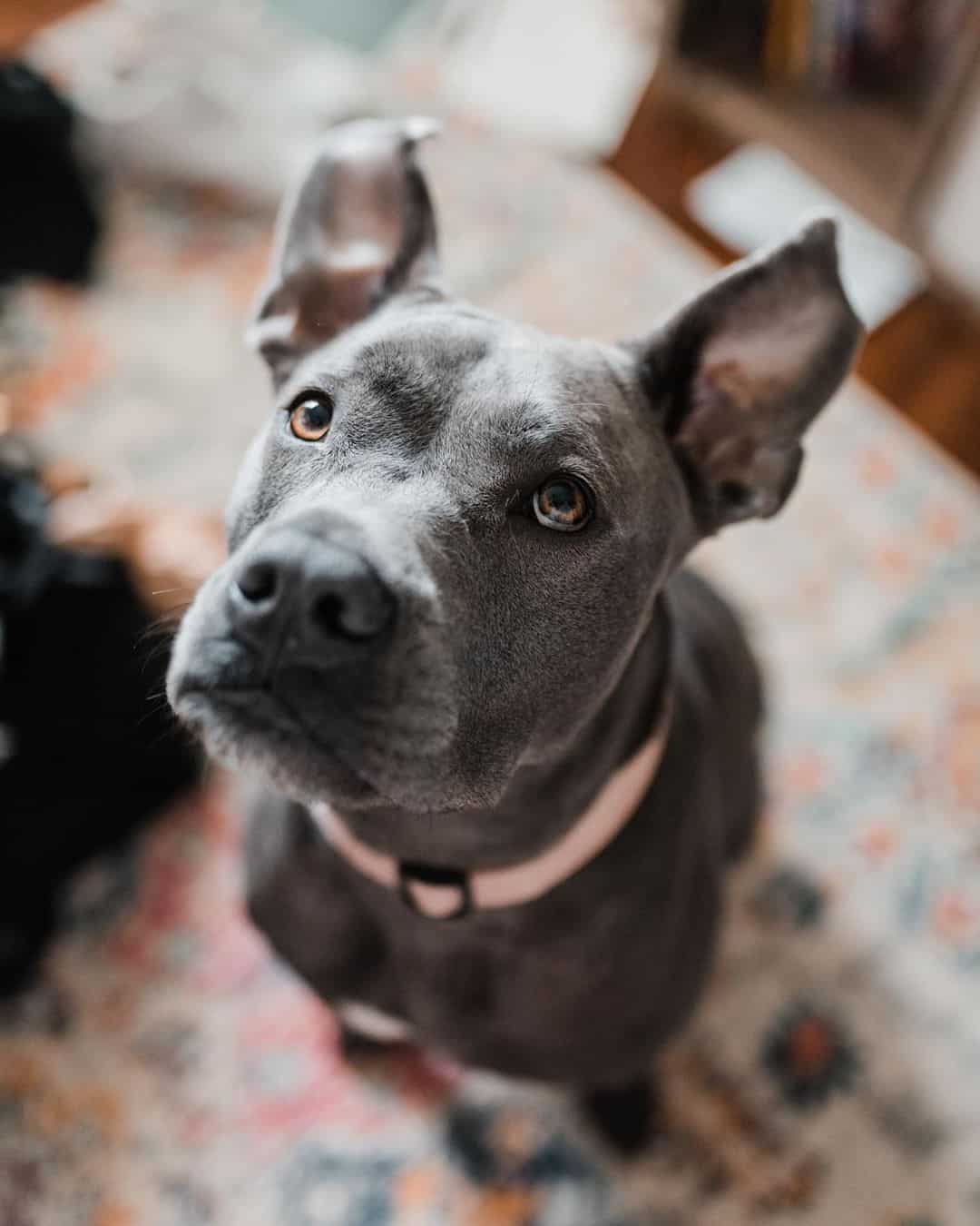cute grey pitbull looking up