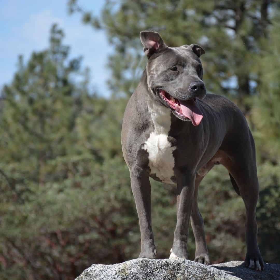 cute grey pitbull
