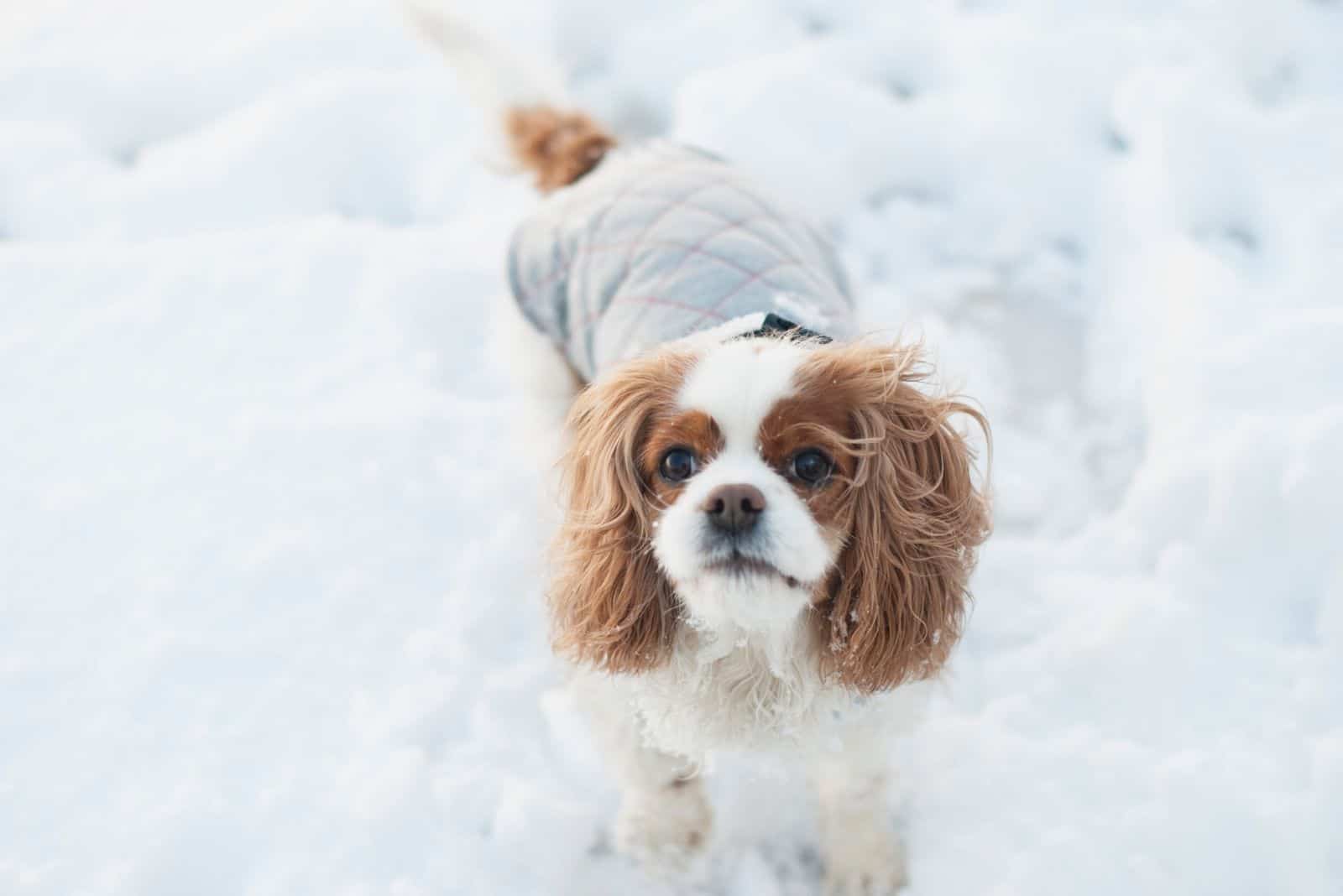 cute king cavalier mix dog in the snow dressed in white